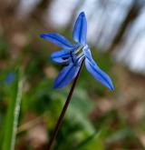 ladoňka sibiřská <i>(Othocallis siberica)</i>