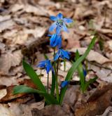 ladoňka sibiřská <i>(Othocallis siberica)</i>