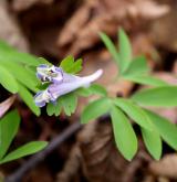 dymnivka nízká <i>(Corydalis pumila)</i> / Květ/Květenství