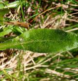 zvonek vousatý <i>(Campanula barbata)</i> / List