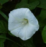 opletník plotní  <i>(Calystegia sepium)</i> / Květ/Květenství
