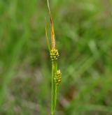 ostřice bledavá <i>(Carex pallescens)</i> / Habitus