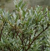 vrba švýcarská <i>(Salix helvetica)</i> / Habitus