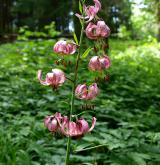 lilie zlatohlavá <i>(Lilium martagon)</i>