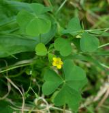 šťavel evropský <i>(Oxalis fontana)</i> / Habitus