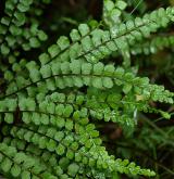 sleziník nepravý <i>(Asplenium adulterinum)</i> / List