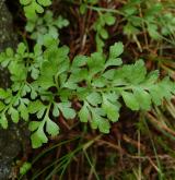 sleziník hadcový <i>(Asplenium cuneifolium)</i> / List