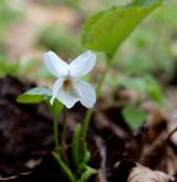 violka bílá <i>(Viola alba)</i> / Květ/Květenství
