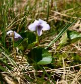 violka bahenní <i>(Viola palustris)</i> / Habitus