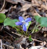 violka písečná <i>(Viola rupestris)</i> / Habitus
