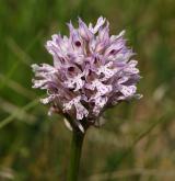 vstavač trojzubý <i>(Orchis tridentata)</i> / Květ/Květenství