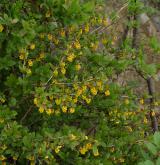 dřišťál obecný <i>(Berberis vulgaris)</i> / Habitus