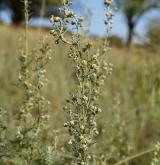 pelyněk pontický <i>(Artemisia pontica)</i> / Habitus