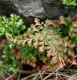 sleziník hadcový <i>(Asplenium cuneifolium)</i> / List