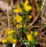 kručinka chlupatá <i>(Genista pilosa)</i> / Květ/Květenství