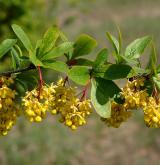 dřišťál obecný <i>(Berberis vulgaris)</i> / Květ/Květenství