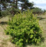 dřišťál obecný <i>(Berberis vulgaris)</i> / Habitus