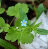 pupkovec pomněnkový <i>(Omphalodes scorpioides)</i>