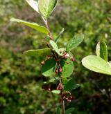 skalník celokrajný <i>(Cotoneaster integerrimus)</i> / Habitus
