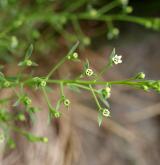 lněnka větevnatá <i>(Thesium ramosum)</i> / Habitus