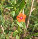 drchnička rolní <i>(Anagallis arvensis)</i> / Květ/Květenství