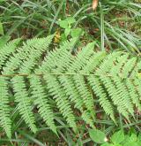 papratka samičí <i>(Athyrium filix-femina)</i> / List