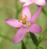 zeměžluč okolíkatá <i>(Centaurium erythraea)</i>