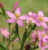 zeměžluč okolíkatá <i>(Centaurium erythraea)</i>