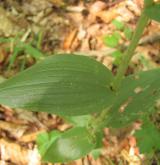 okrotice bílá <i>(Cephalanthera damasonium)</i> / List