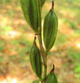 okrotice bílá <i>(Cephalanthera damasonium)</i> / Plod