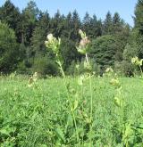 pcháč zelinný  <i>(Cirsium oleraceum)</i>