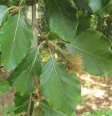 buk lesní <i>(Fagus sylvatica)</i> / Plod