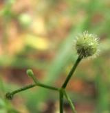 svízel vonný <i>(Galium odoratum)</i> / Plod