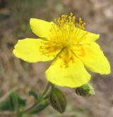 devaterník velkokvětý <i>(Helianthemum grandiflorum)</i> / Květ/Květenství