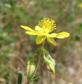 devaterník velkokvětý <i>(Helianthemum grandiflorum)</i> / Květ/Květenství