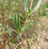 devaterník velkokvětý <i>(Helianthemum grandiflorum)</i> / List