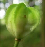 lilie zlatohlavá <i>(Lilium martagon)</i> / Plod