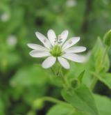 křehkýš vodní <i>(Myosoton aquaticum)</i> / Květ/Květenství