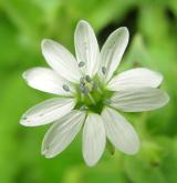 křehkýš vodní <i>(Myosoton aquaticum)</i> / Květ/Květenství