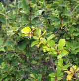 dřišťál obecný <i>(Berberis vulgaris)</i> / Habitus