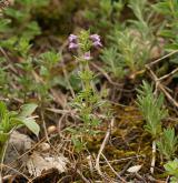 pamětník rolní <i>(Acinos arvensis)</i> / Habitus