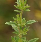pamětník rolní <i>(Acinos arvensis)</i> / List