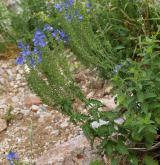 rozrazil ožankový <i>(Veronica teucrium)</i> / Habitus