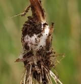 česnek ořešec <i>(Allium scorodoprasum)</i> / Zásobní orgán/orgán klonálního růstu