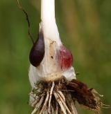 česnek ořešec <i>(Allium scorodoprasum)</i>