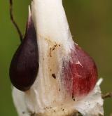 česnek ořešec <i>(Allium scorodoprasum)</i> / Zásobní orgán/orgán klonálního růstu