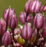 česnek ořešec <i>(Allium scorodoprasum)</i>