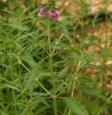 konopice úzkolistá <i>(Galeopsis angustifolia)</i> / Habitus