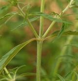 konopice úzkolistá <i>(Galeopsis angustifolia)</i> / Stonek