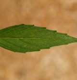 konopice úzkolistá <i>(Galeopsis angustifolia)</i> / List